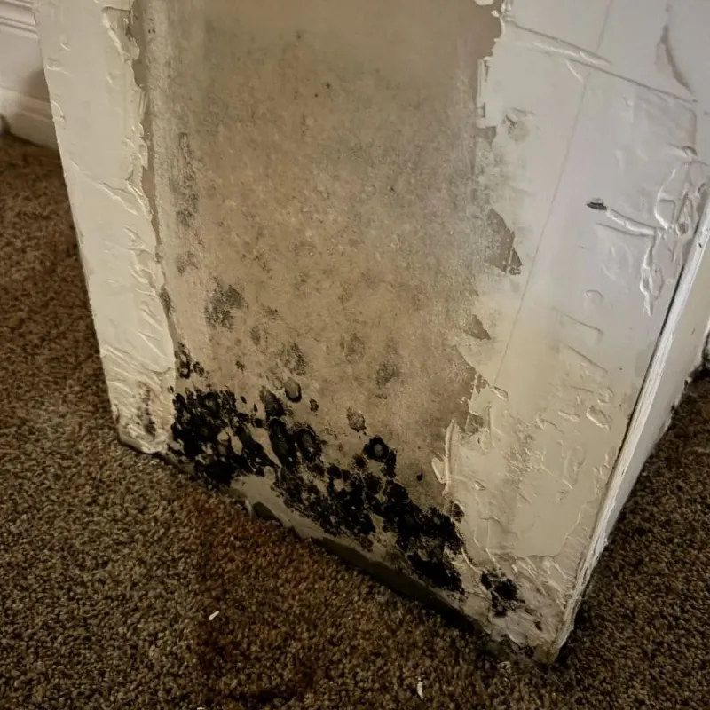 Professional Mold Removal in Felton, CA